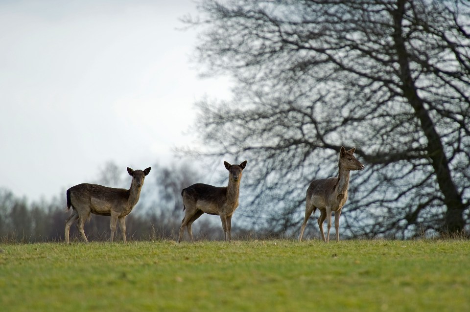 Deer were first introduced in Ashridge in the 13th century, with the woodland creatures now roaming freely on the site