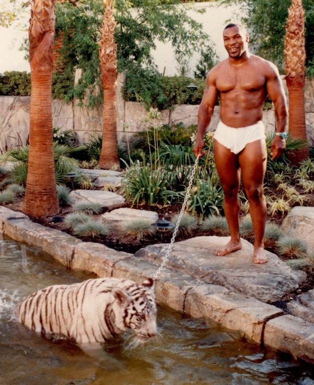 Boxing legend Mike Tyson shows off one of his Bengal tigers in the 1990s