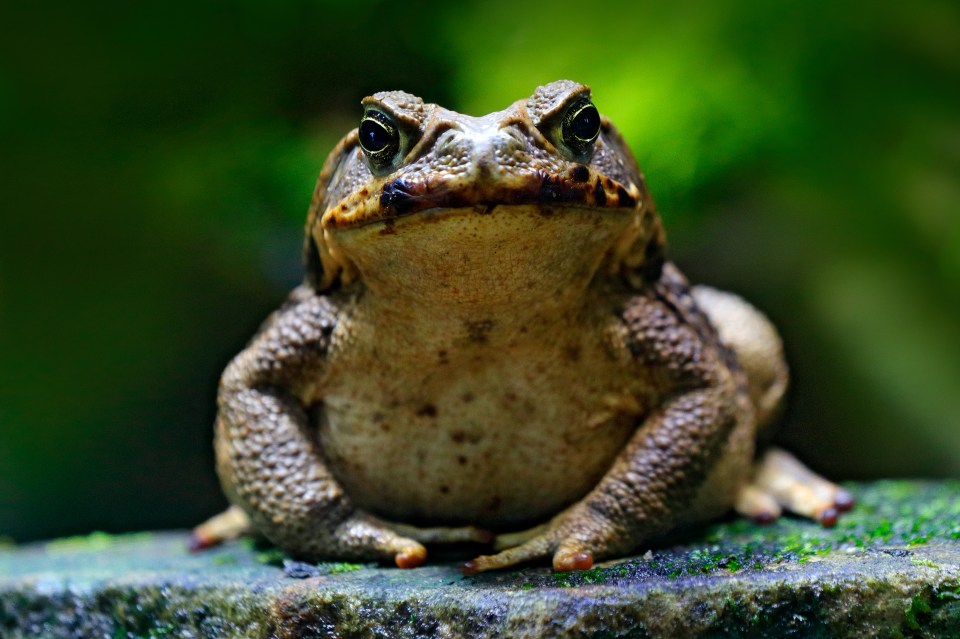 a frog is sitting on a rock and looking at the camera