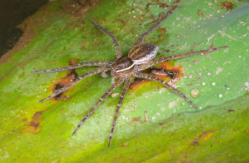 Fen raft spiders can run across the surface of water to catch their prey