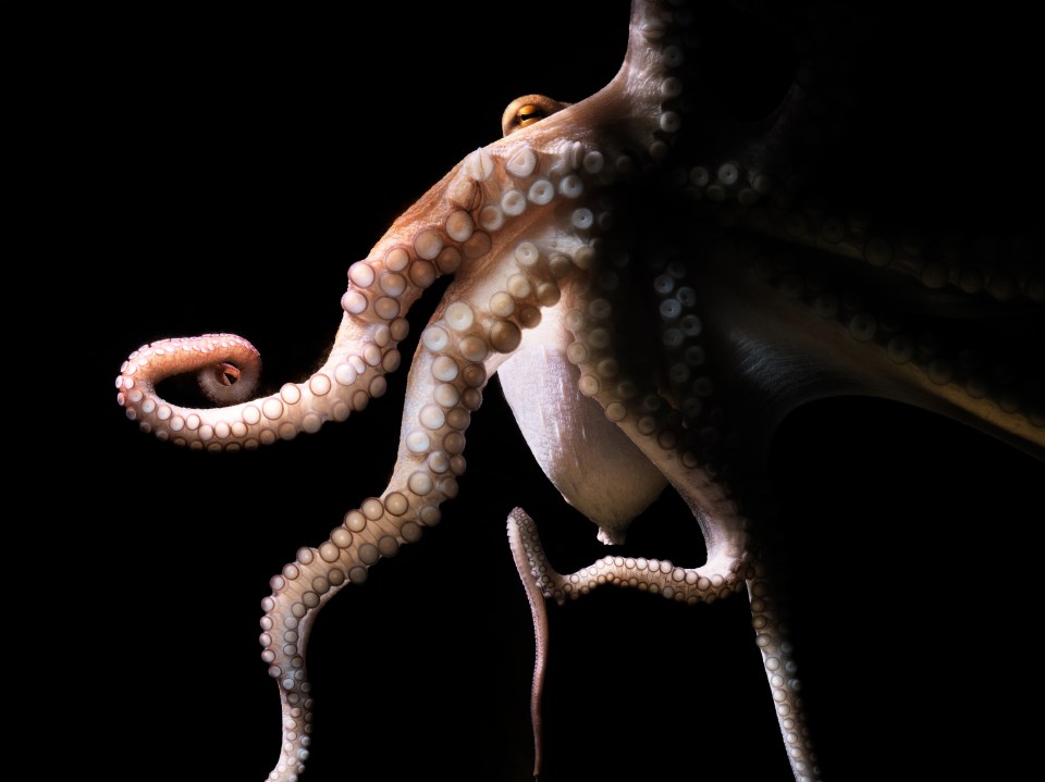 Octopuses could evolve to become 'brains of the sea'