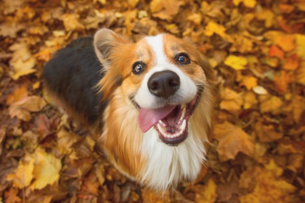 a dog laying in a pile of leaves with its tongue hanging out