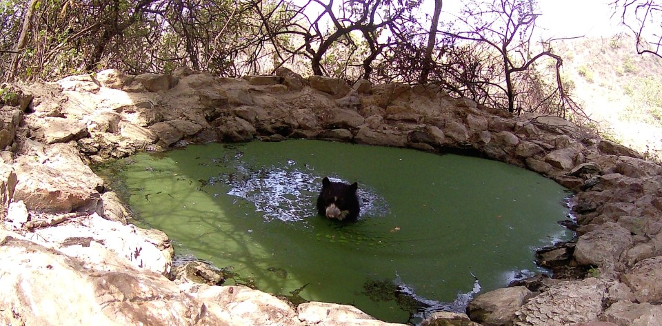 A bear in a watering hole