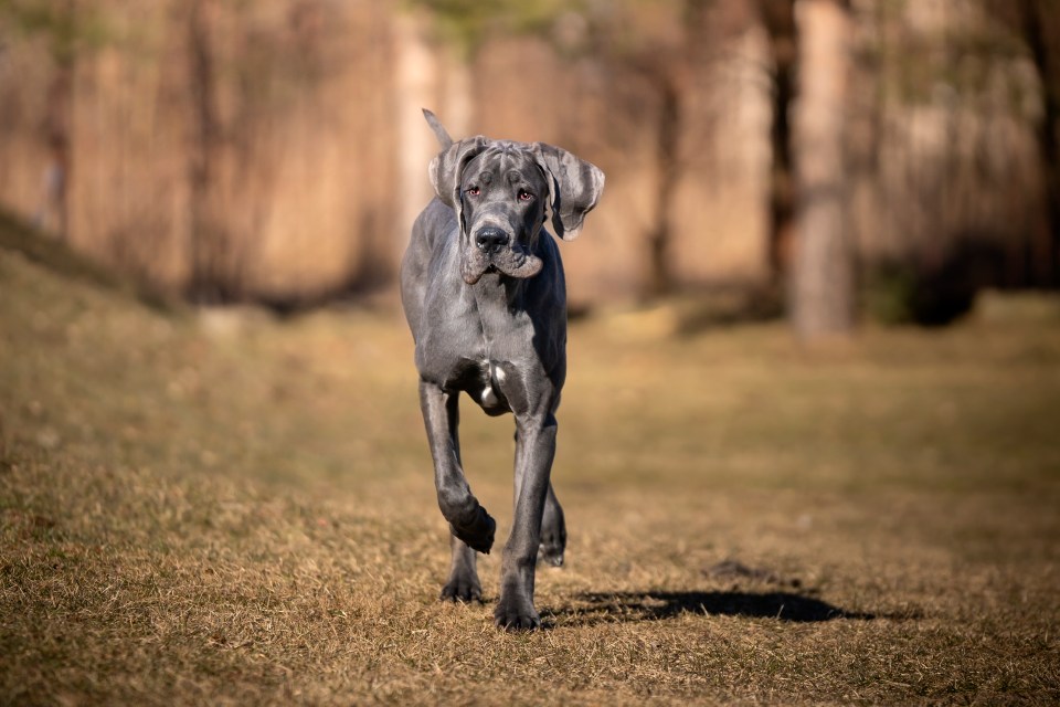 According to Ben, having a Great Dane could see you fork out a fortune on vet bills