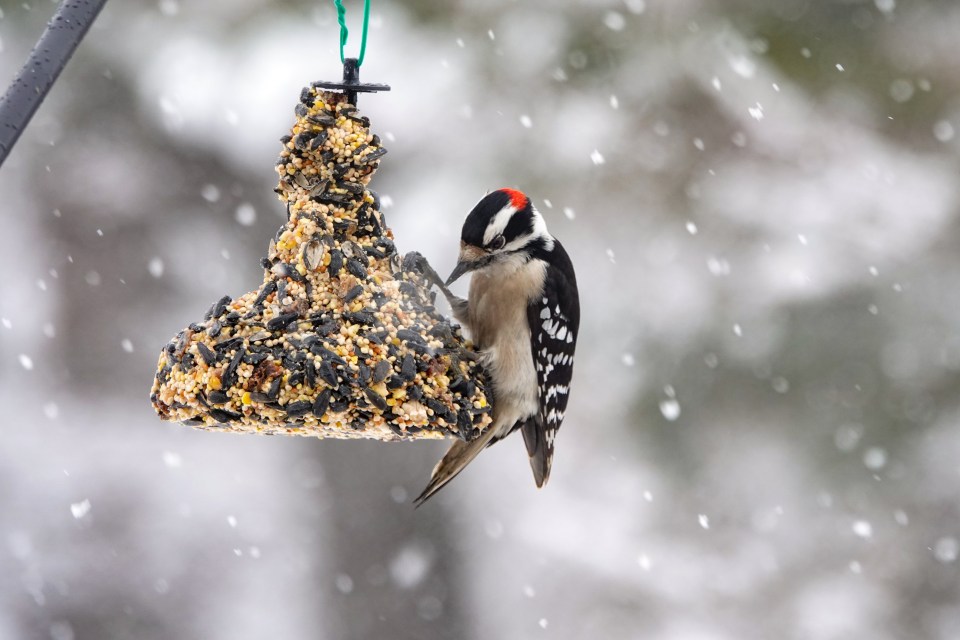 Make your own bird feeder to give them a feast that’s sure to keep them feeling chirpy