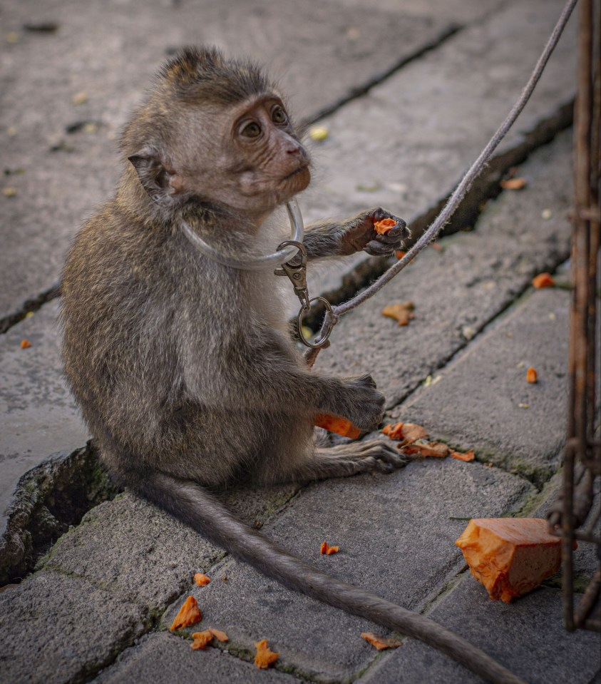 The monkeys were subject to vile abuse by sick torture rings