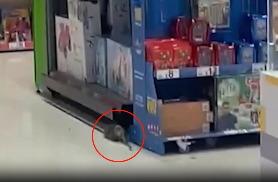 Staff spotted a rat diving under shelves