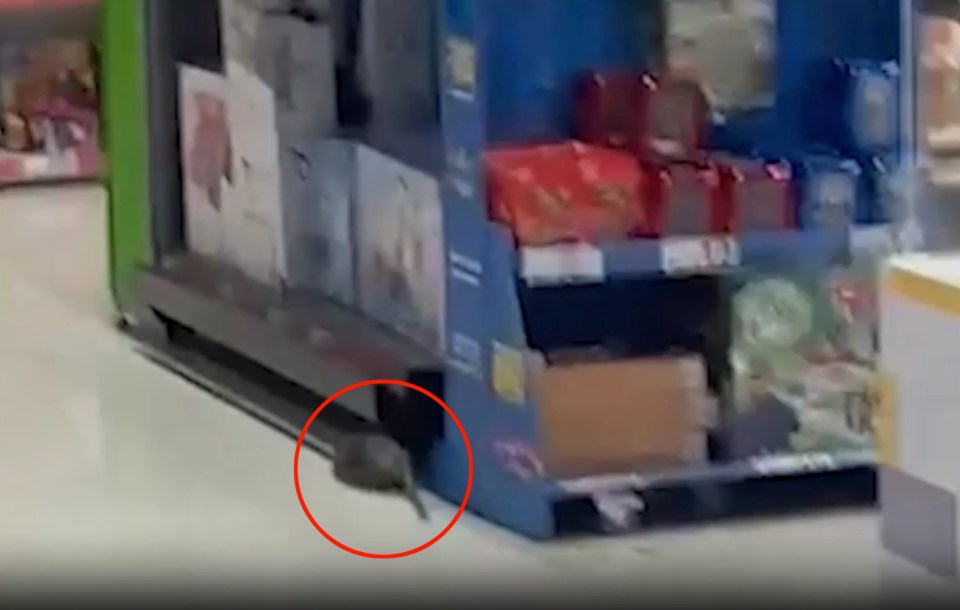 The huge rats were seen running around Asda's branch in Horwich near Bolton, Lancashire