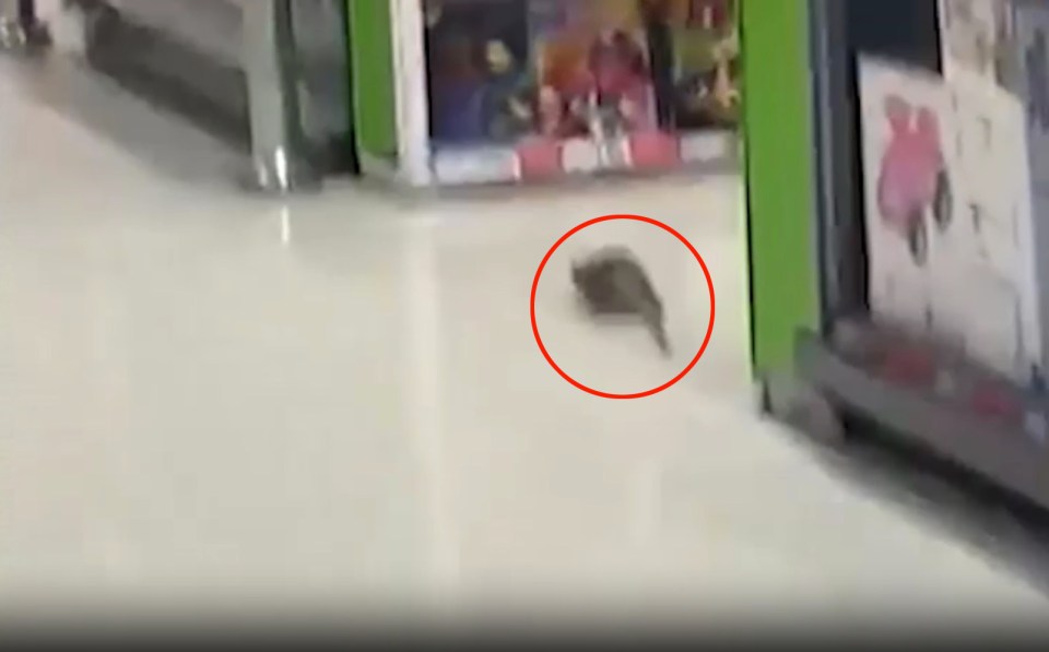 Staff spotted a rat diving under shelves