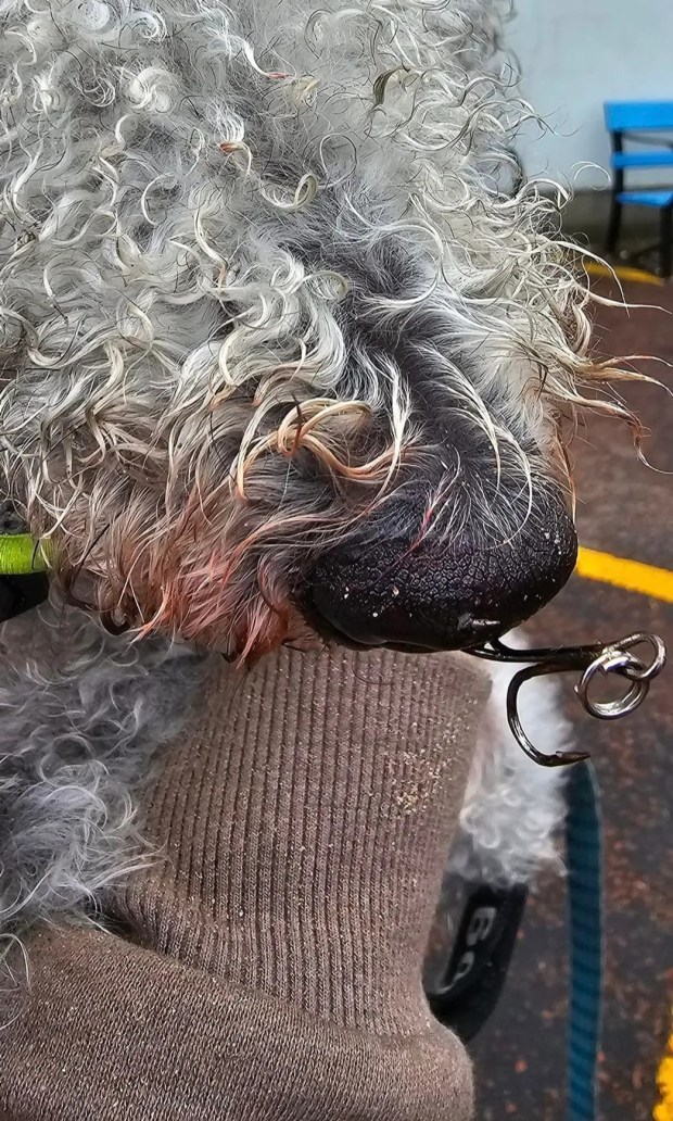 a close up of a dog 's nose with a hook in it