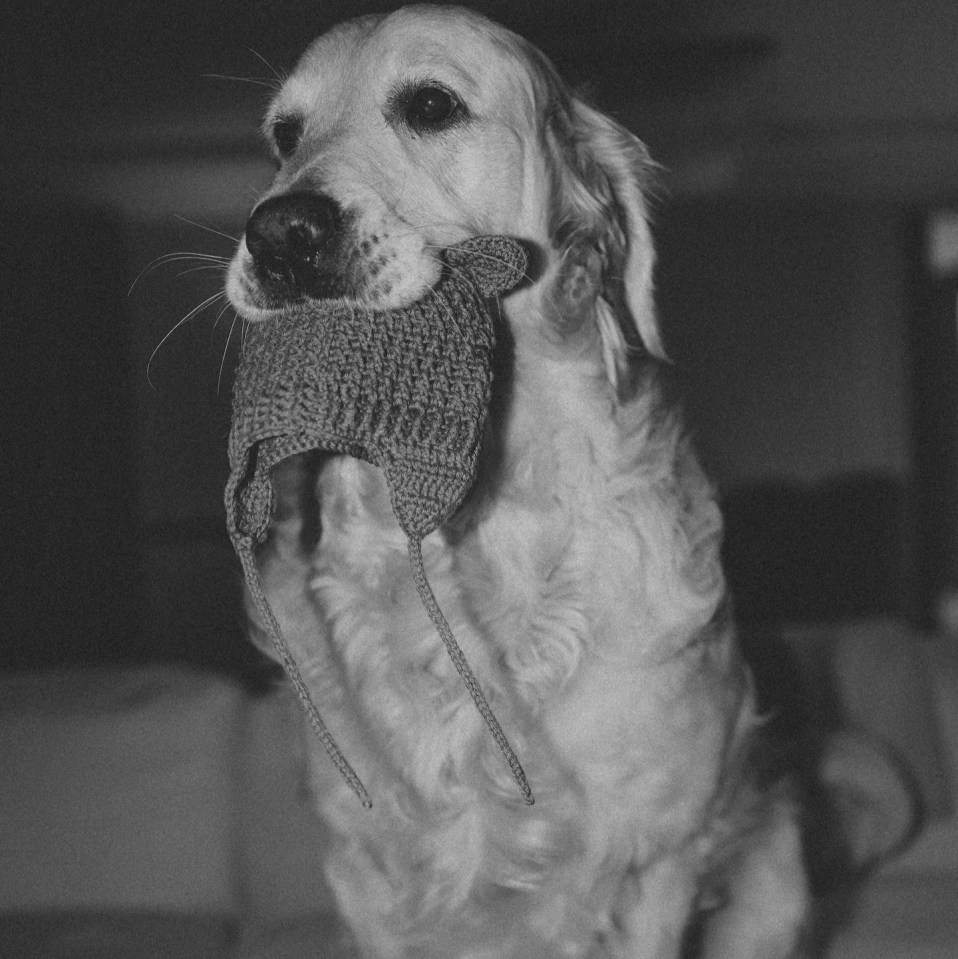 A snap of the couple's golden retriever holding a baby's hat in its mouth was shared