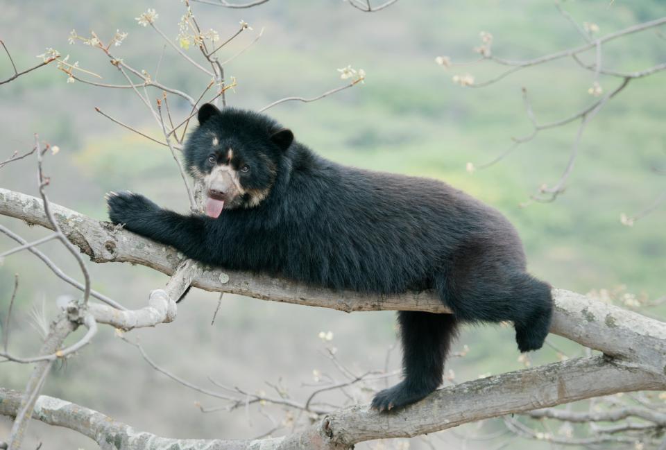 Hunters kill these bears for their private parts, claws and body fat