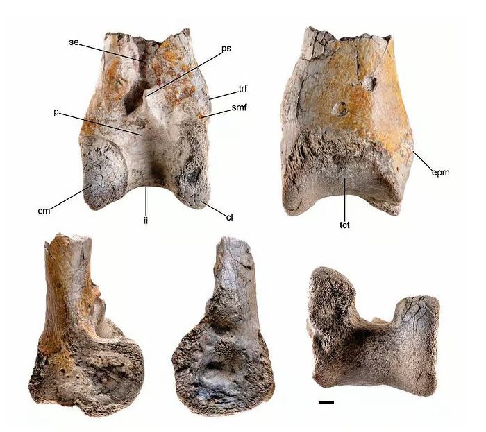 Scientists discovered fossils from a ‘Terror Bird’ uncovered in Colombia desert