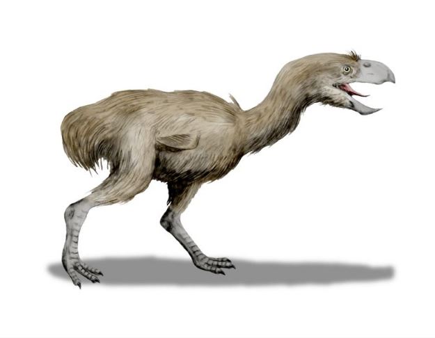 Artist's impression of the 'terror bird' Paraphysornis brasiliensis, from the Early Miocene of Brazil