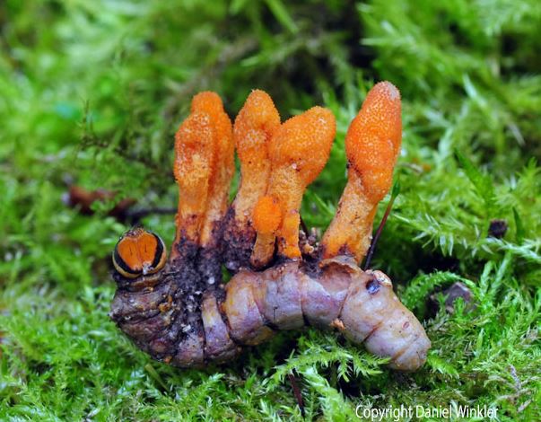 A fungus that grows on caterpillars could be used to treat cancer