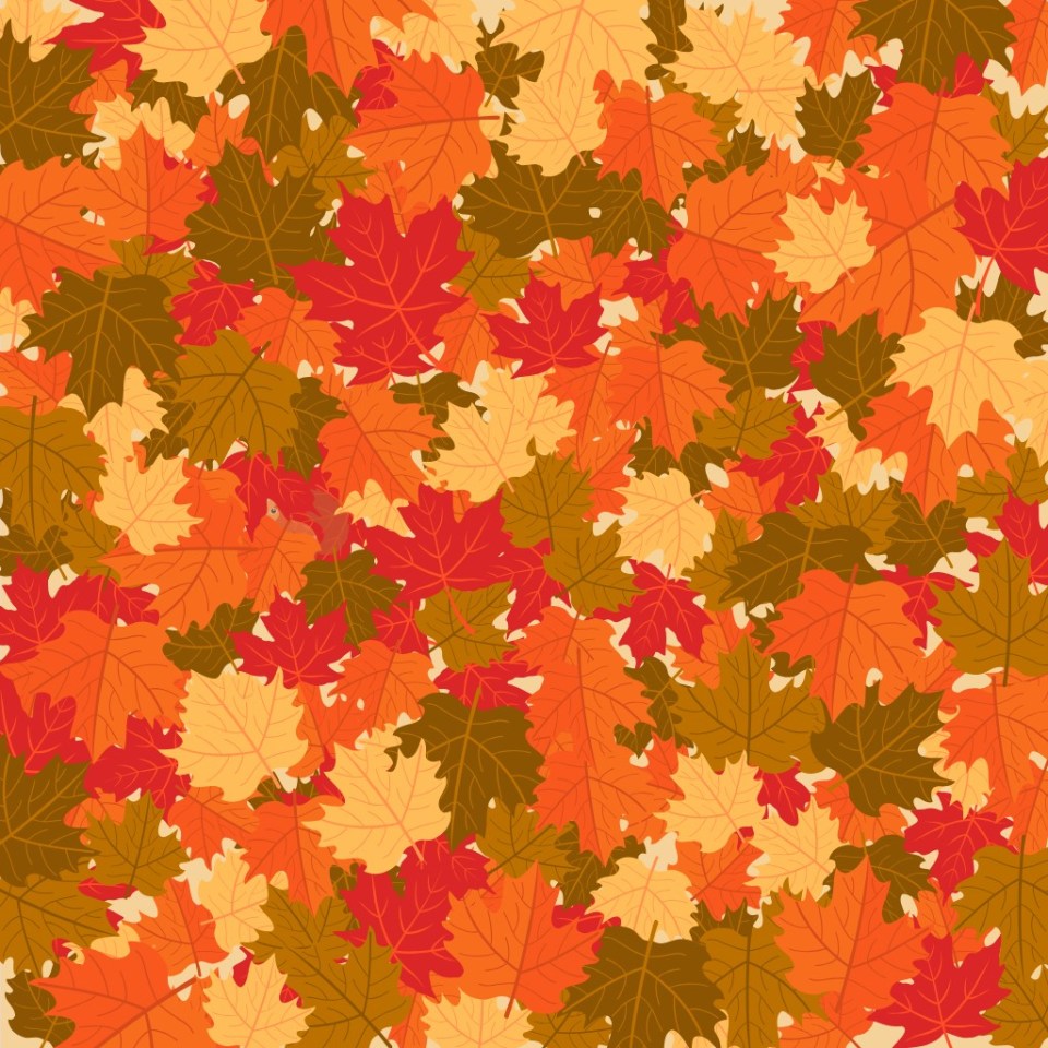 Can you find the hidden squirrel in the pile of leaves in eight seconds?