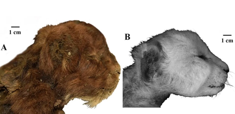 The perfectly preserved sabre-toothed tiger cub was found with fur and perfectly preserved