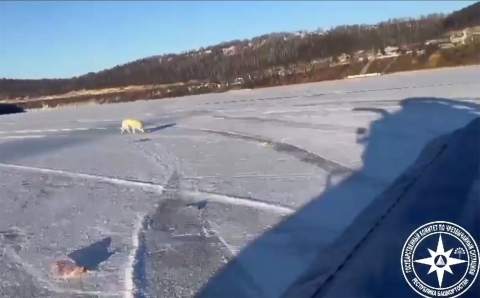 Belka helps in the rescue mission as she sniffs along the ice for potential clues