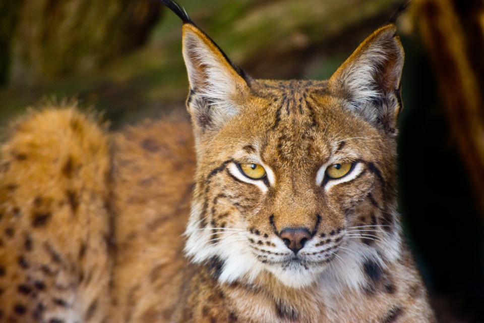 A Lynx pictured within an enclosure at the Cat Survival Trust Centre in Welwyn