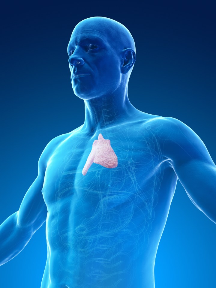 The thymus sits behind your sternum and plays an important role in immune system development