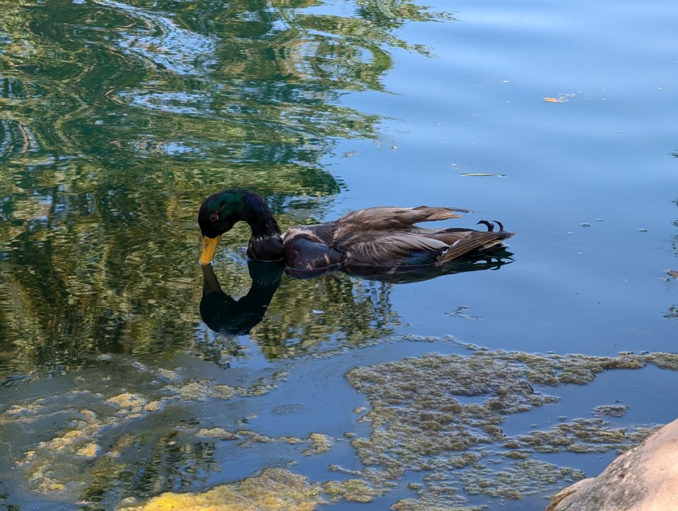 The duck drones can swim by kicking their legs and flapping their wings