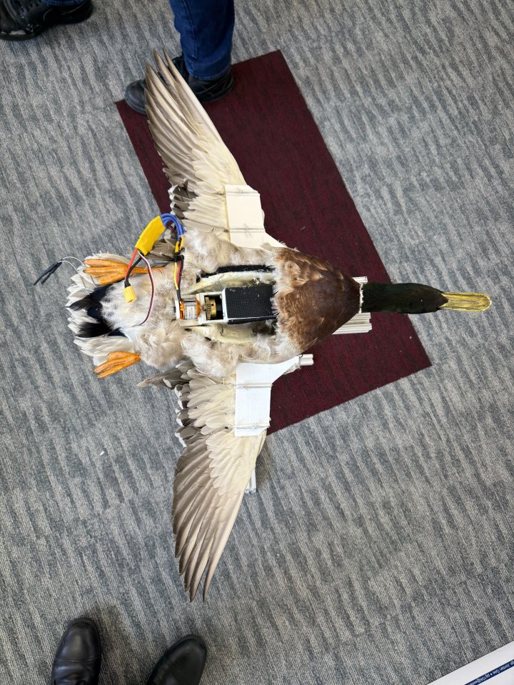 The ducks have been specially made to help them appear to be swimming through the wings and feet