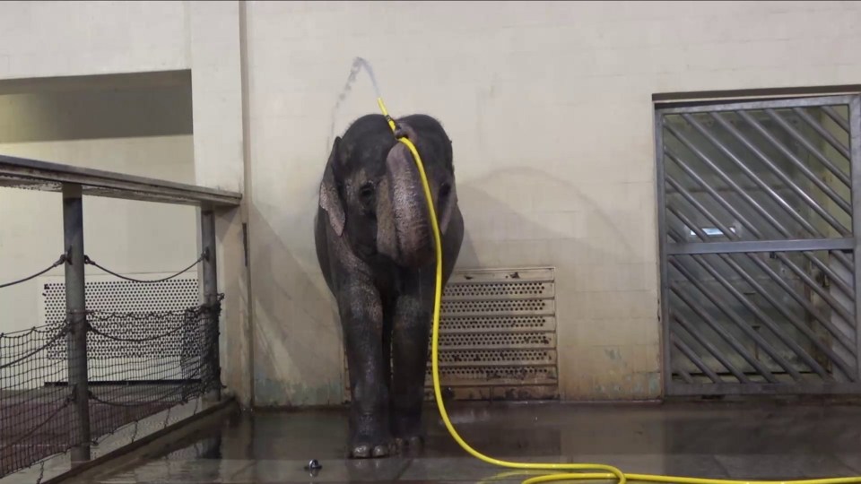 The water hose is an 'exceptionally complex tool' for elephants to use