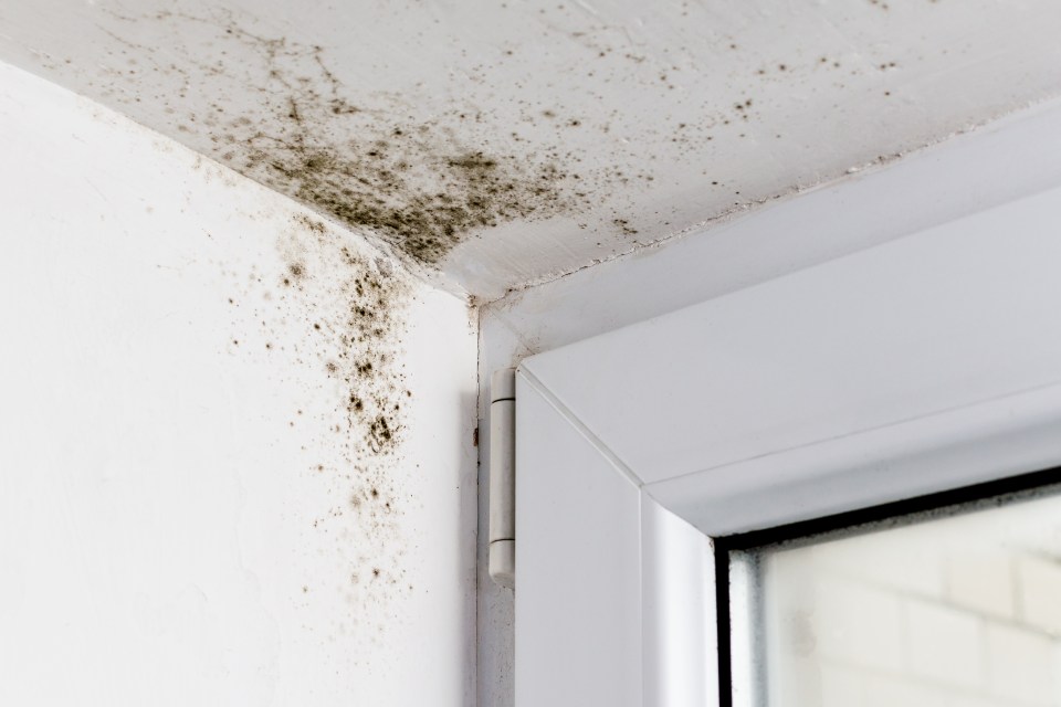 Birmingham tops the list for mould-related searches for mould