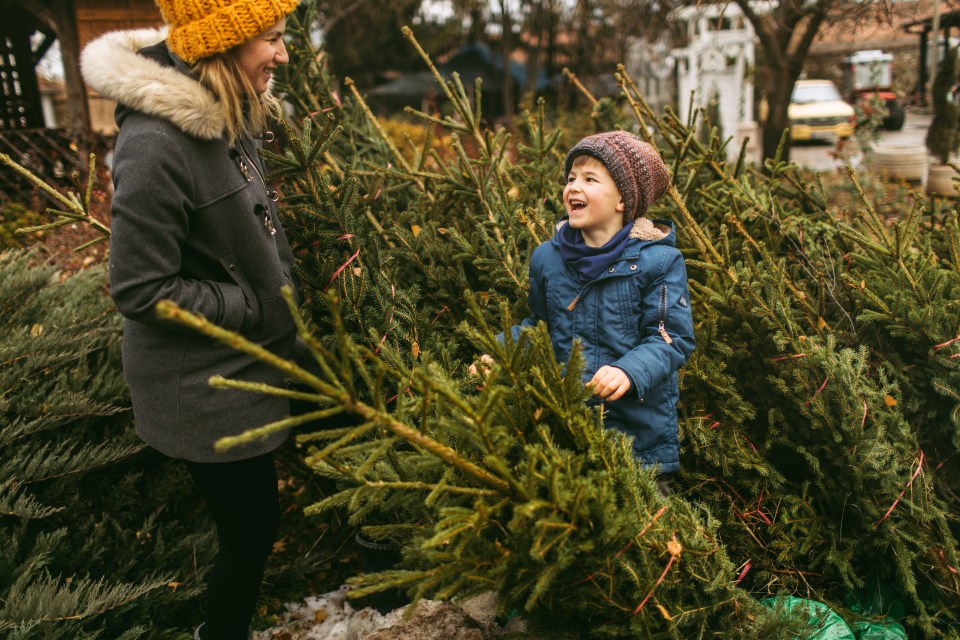 Keep your pine looking perfect throughout the holiday season with these tips