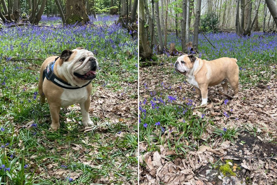 Henry was perfectly healthy before collapsing in the garden, said owner Victoria Jemma