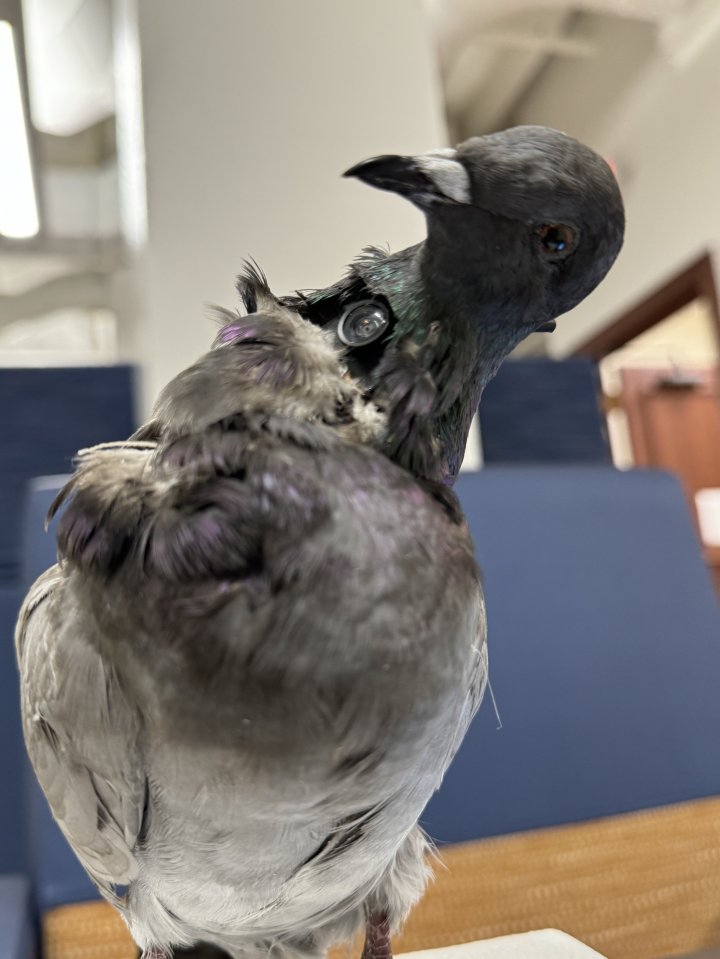 A pigeon with a camera in its neck for surveillance