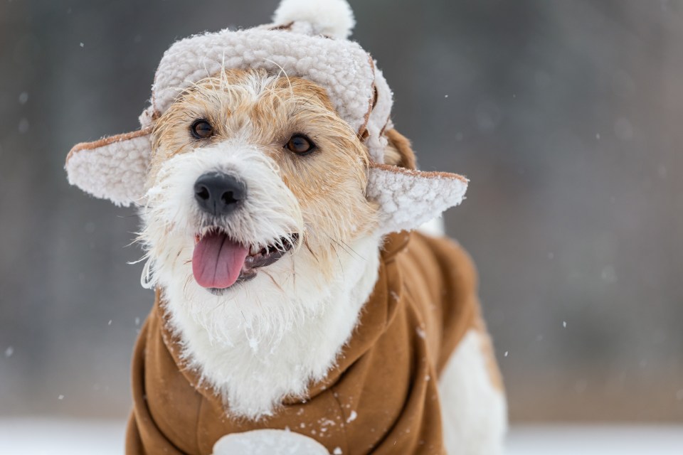 Vets have issued dog owners with a warning as the UK expects more cold weather