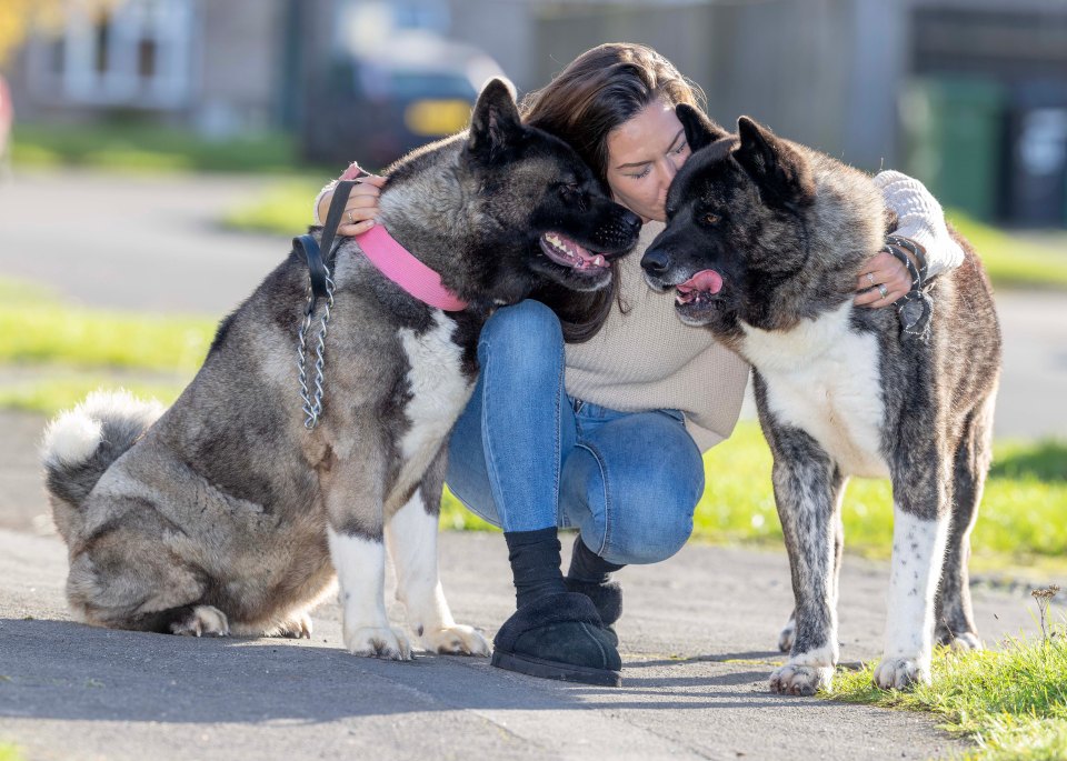 Jodie Davy says her prize show breed dogs were taken from her for three months by police