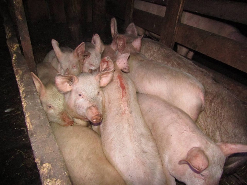 Milena was feeding the pigs at her home in Krasnoyarsk region, Russia, when she was attacked