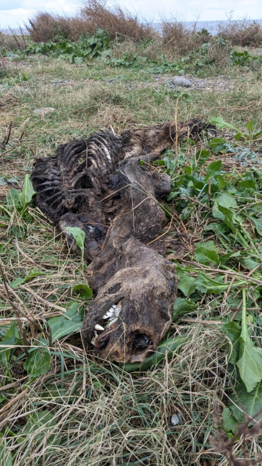 The creature's body appeared 'heavily decomposed' with only some part of the flesh and fur remaining