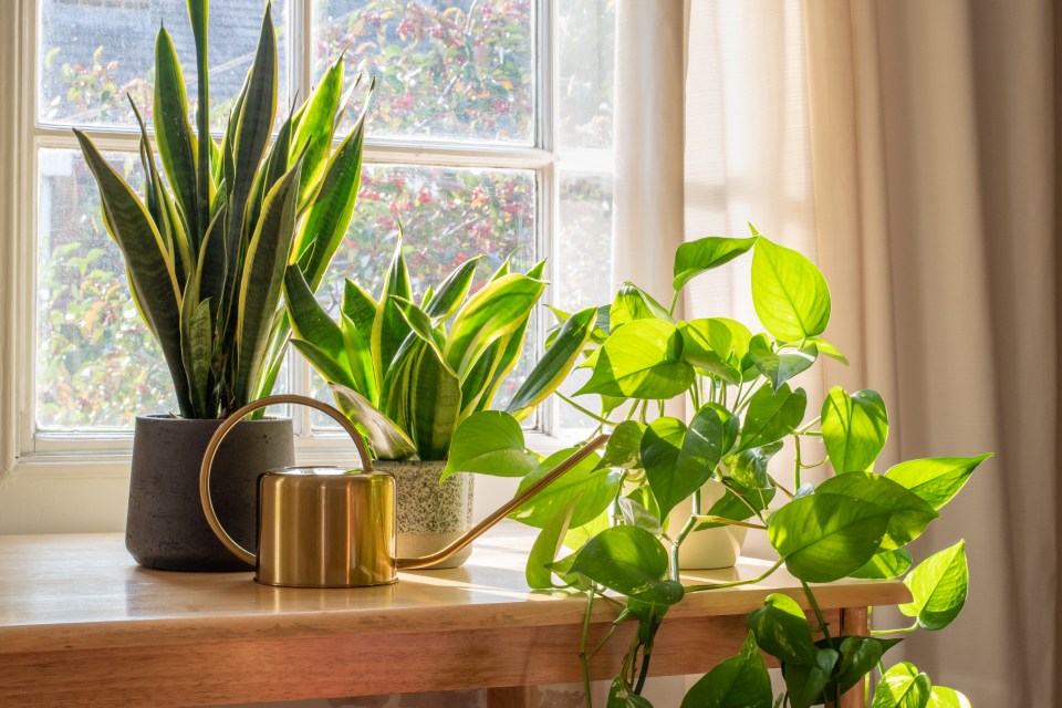 Experts recommend adding a sansevieria trifasciata to your home to reduce dampness (stock image)