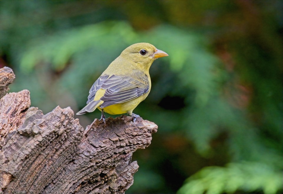 The tiny birds weigh slightly more than a strawberry