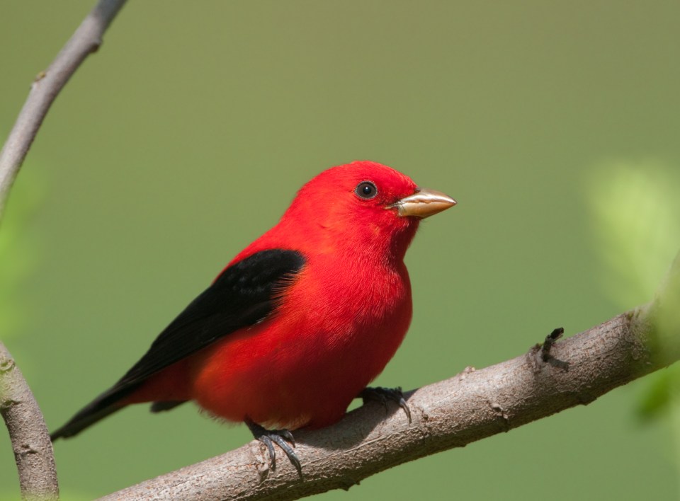 The males are red and black and the same size as a sparrow