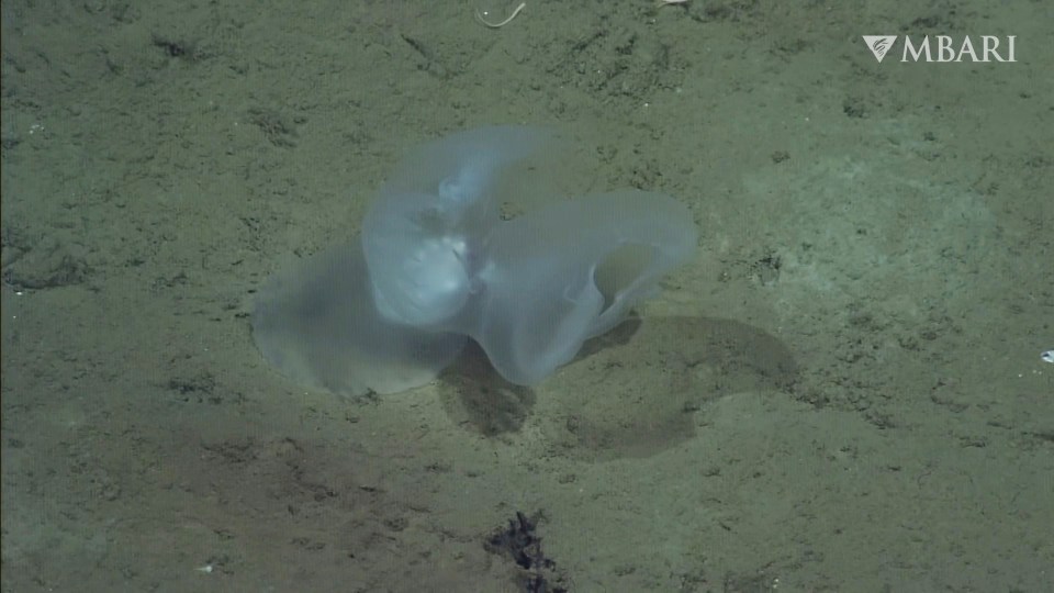 The hermaphrodite creature possesses both male and female sex organs, like other nudibranchs, and descends to the seafloor to release its eggs