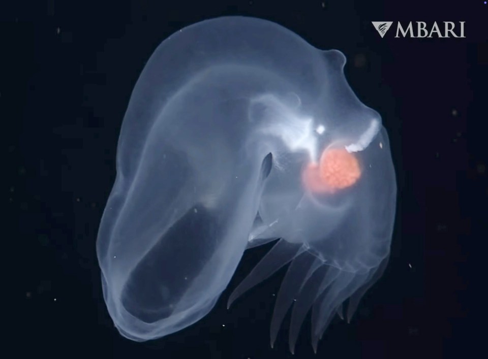 The new deep-sea species has been given the official name of Bathydevius caudactylus