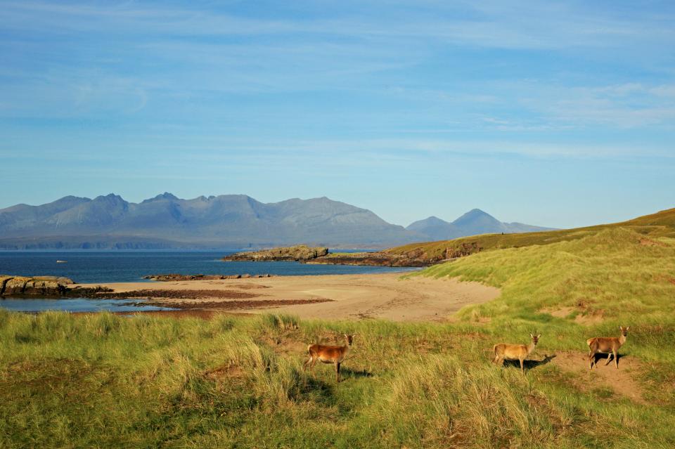 The Isle of Rum was designated a National Nature Reserve in 1957, with its red deer population being a major draw for holidaymakers