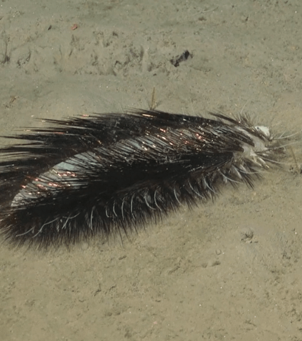 The "shimmering deep-see worm" was found during the institute's 55-day expedition to the Chile Margin, which began in October