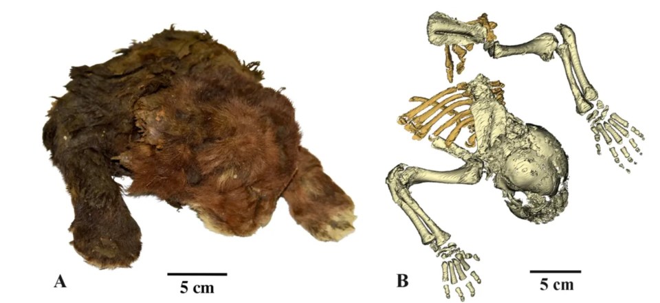 Scientists found its entire head and part of its upper body