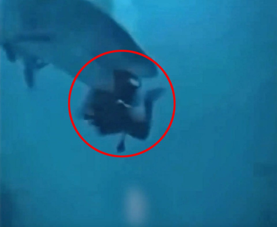 A shark grabbed a tourist by it's head in the Maldives