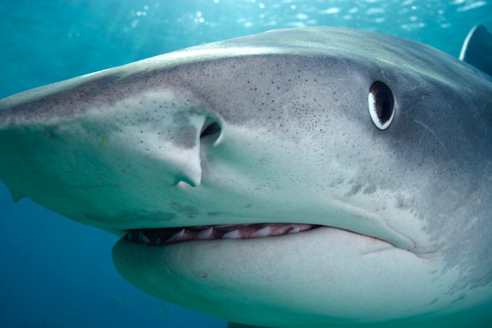 a close up of a shark 's face with its mouth open