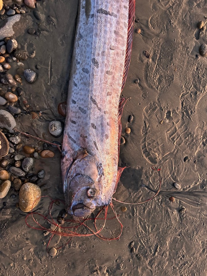 a large fish is laying on a rocky beach