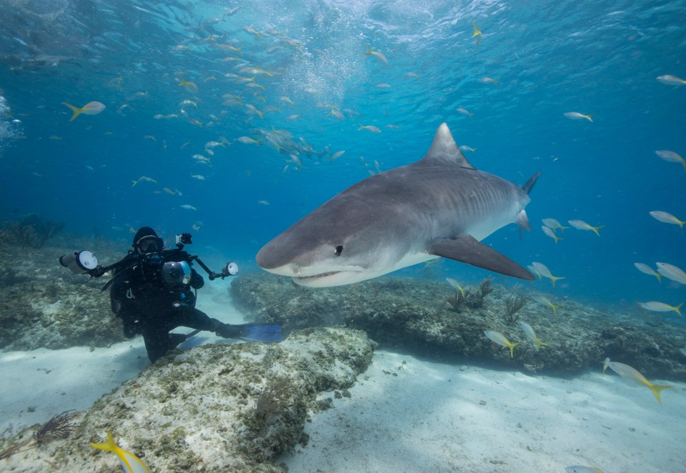 a scuba diver is taking a picture of a shark in the ocean