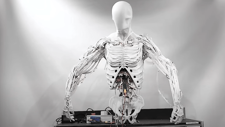 Clone Robotics have built the robot to have the same dexterity as a human