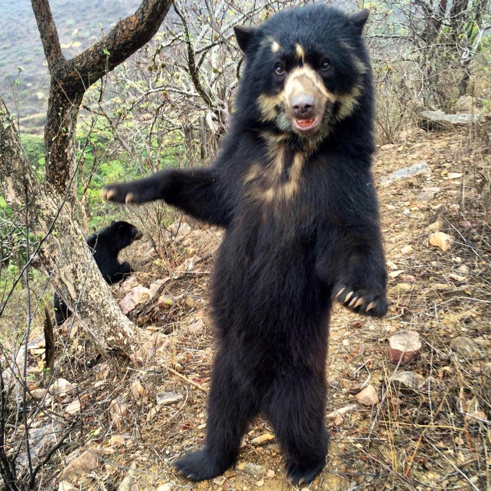 The real-life Paddington Bears are in danger in Peru