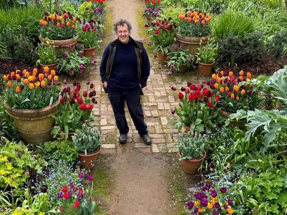 Monty Don standing in a brick path surrounded by potted tulips.